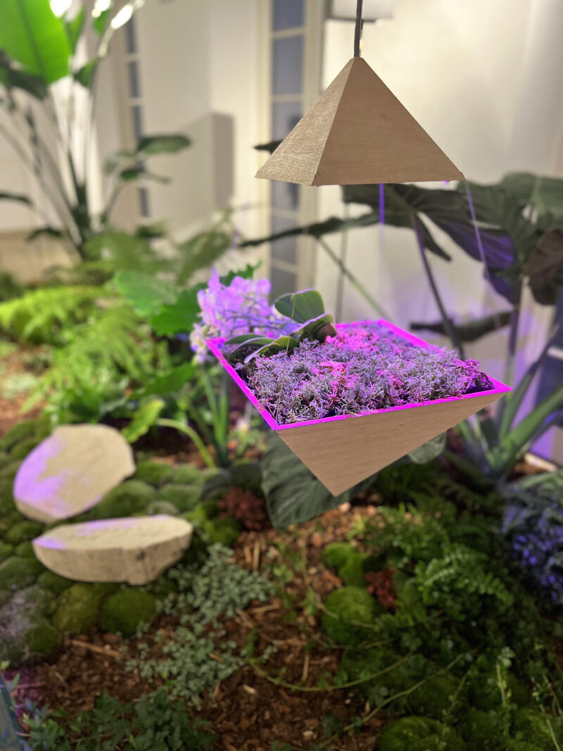 Ein pyramidenförmiges Holzelement, dass als Blumenampel und Leuchte dient, strahlt lilafarbenen Licht aus.
